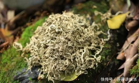 活血化瘀|子宫肌瘤“最怕”的几种食物, 每天吃一点, 帮你活血化瘀消肌瘤