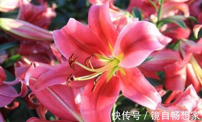 4种“富贵花”，开花漂亮上档次，幸福满满来，财运福运喜运来！