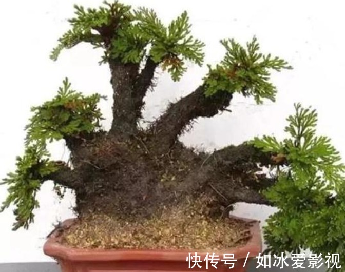 卷柏|野外一杂草,挖回家就是盆栽,见到是幸运