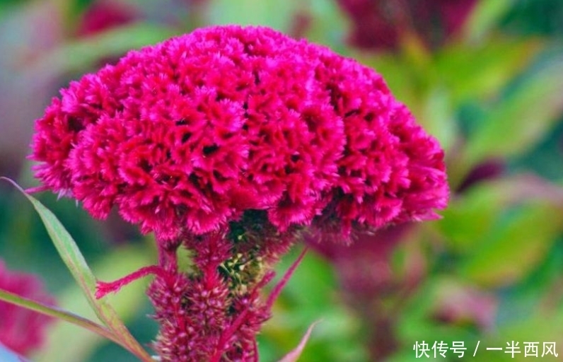 4种花养了就爆盆,好养易活开花漂亮,旺宅、招财好兆头