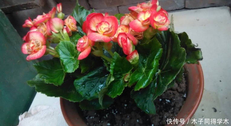 春天养“勤花”，盆栽此3样，照顾到“重点”，四季开不停