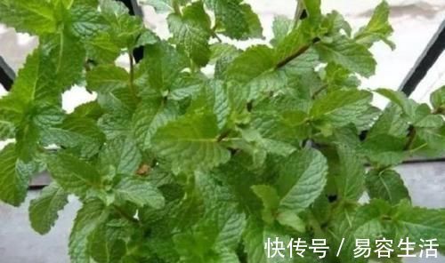 阳台|阳台适合养的3种花，个个是爆花王，轻松开成花园