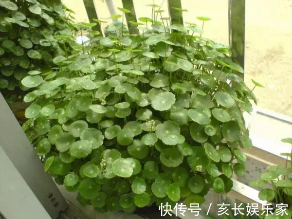 叶片圆滚滚寓意能招财，家里养一盆“铜钱草”，家里人跟着幸福