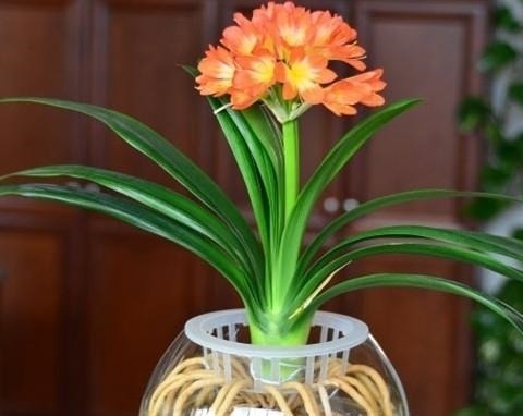 君子兰一年四季如何浇水?教你4个“黄金浇水法”,一般人不外传