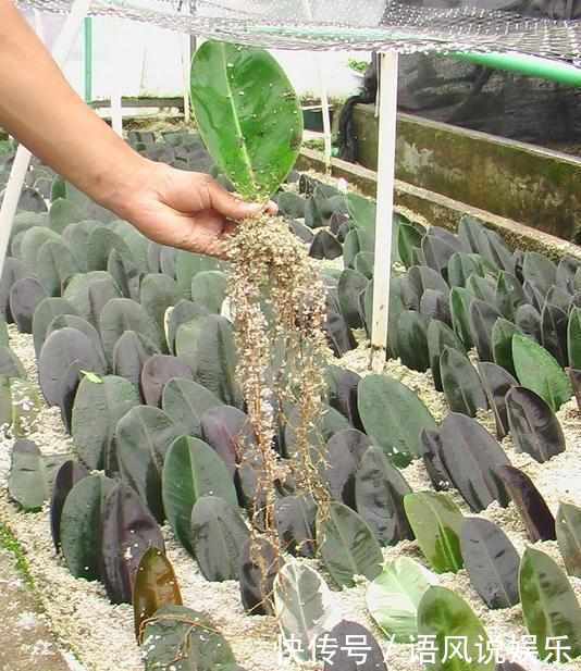 这6种花只用一片叶子就能繁殖出一大盆，根本不用花钱买！