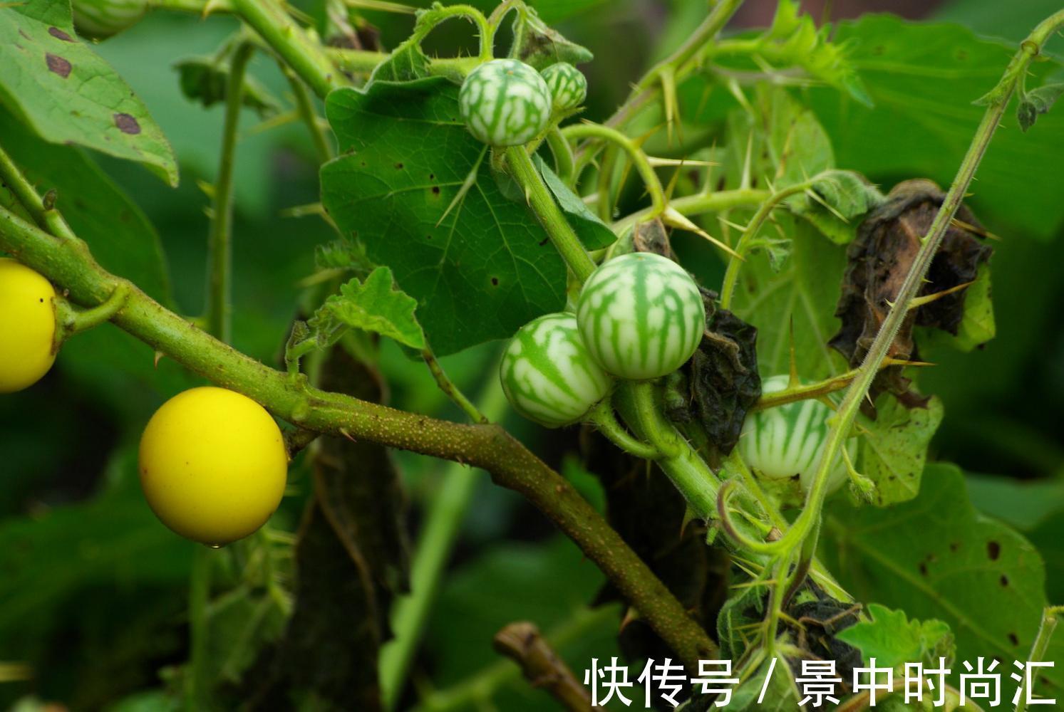 蓖麻子|农村5种常见的野果有毒，不能吃要警惕，但价值珍贵，你知道多少