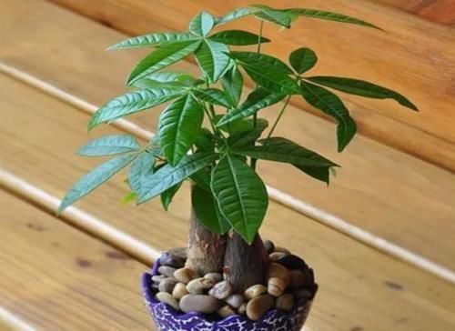救回来|盆栽发财树如何做好日常管理掌握4点,黄叶烂根也能救回来