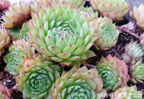 高颜值|5种高颜值多肉，易徒长“穿裙子”，新手花友慎养！