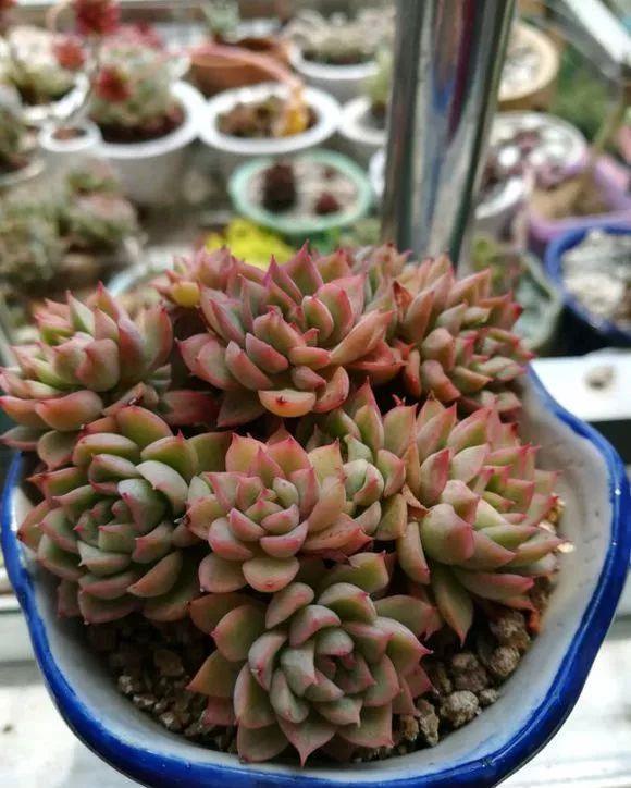 超爱爆小崽的5种多肉,种盆里长的密密麻麻,都装不下了!