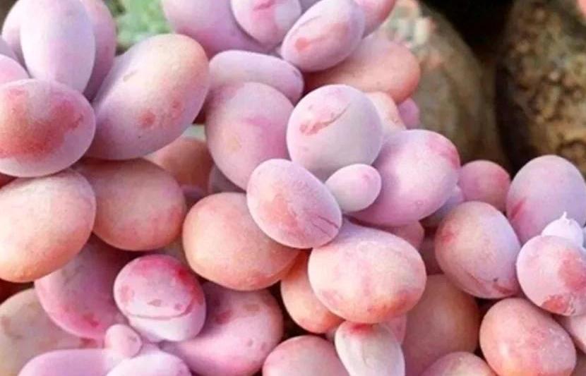 人气较高的8种多肉，天冷越晒越漂亮，越看越喜欢