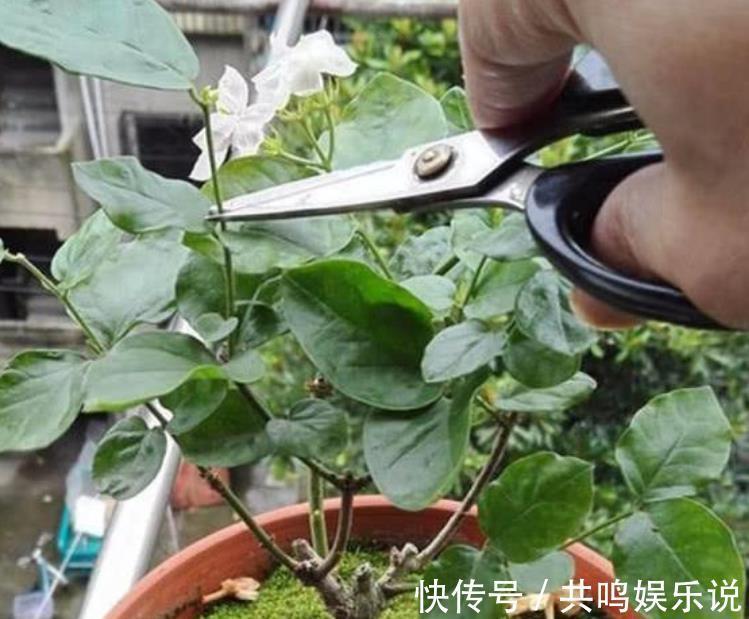 磷酸二氢钾|茉莉花还不开花赶紧做这一步,开花多一倍,满屋飘香