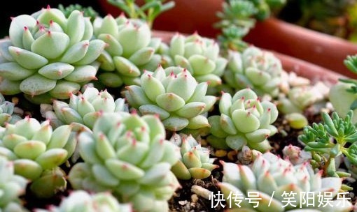 玉蝶玉蝶|喜欢养菊花，不如养护7种多肉植物，往阳台上一放就能爆盆