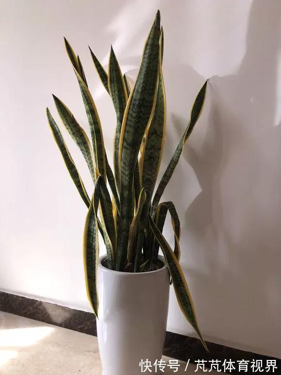 花友|养君子兰虎尾兰,扒点土反而疯长,1个月蹿出10个芽
