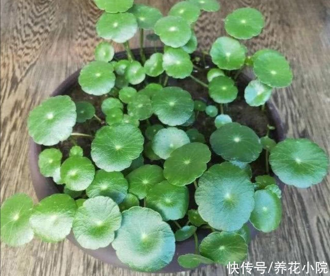 生长期|6种清新小绿植,摆放在室内观赏,漂亮大方,空气好