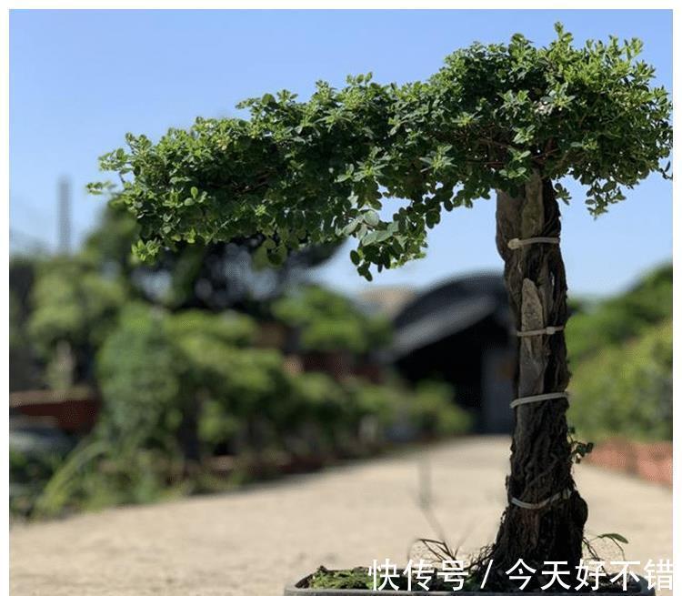 铁包金盆景怎么养?盆景爱好者:一切适量搭配,后面就靠时间雕琢