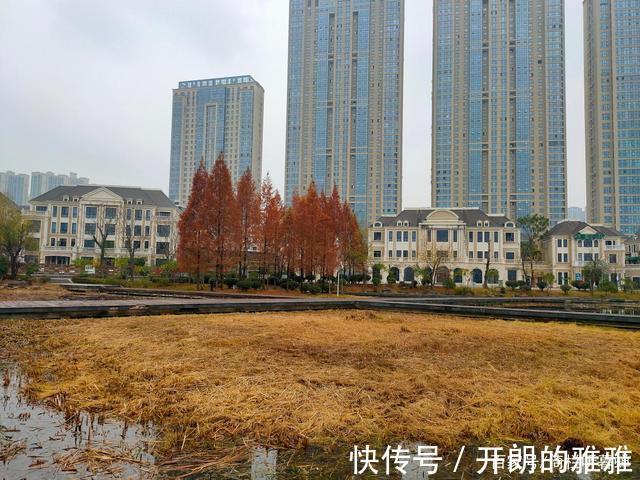 梅溪湖@《五绝·冬日游梅溪湖》逍遥碧水边,湖清树自闲