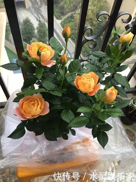 路边一堆“名贵花”,丢人也要捡,捡回家养2个月就开花!