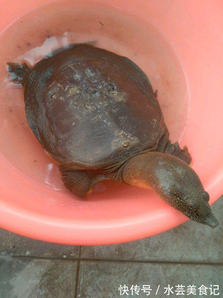 甲鱼|稀有五斤野生大甲鱼被钓起,可无人愿吃,只因背上有四个孔
