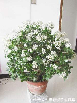 花生米|养玉树,盆底埋上10粒它,1年后,枝条老化长成老桩,值钱了