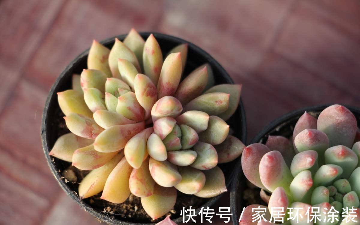 女儿痴迷养多肉,宁肯花高价,也要寄养多肉,我该阻止吗