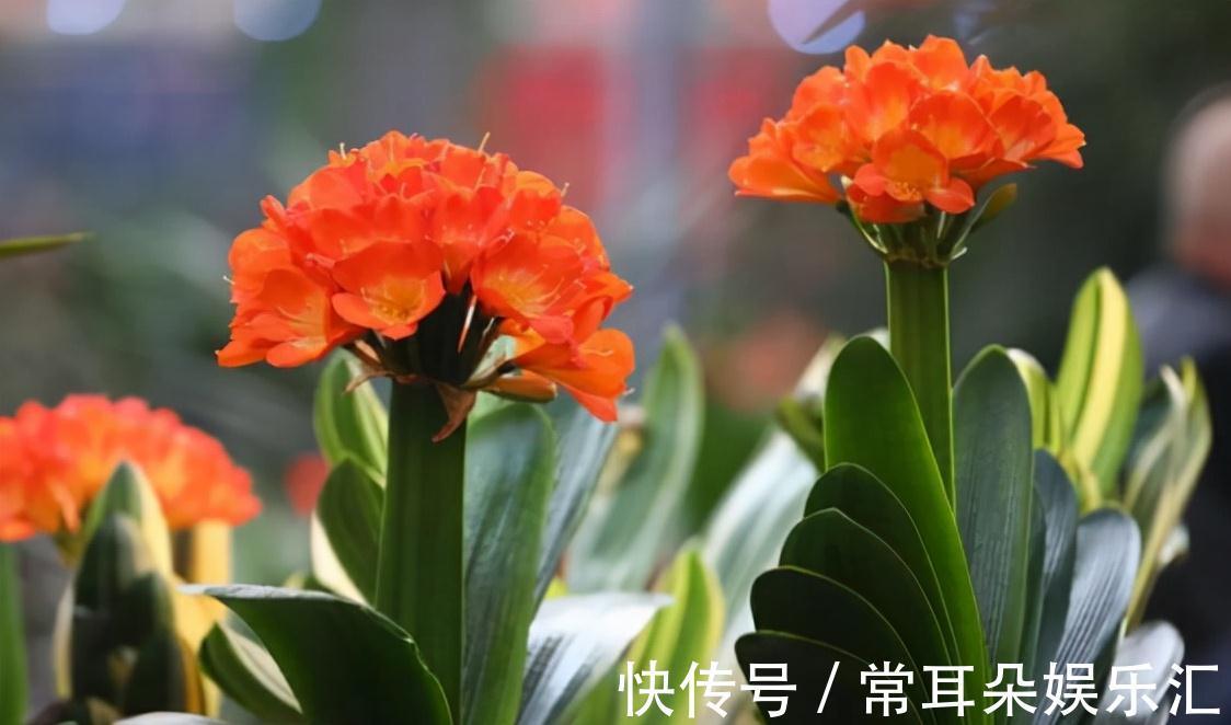 浇水|4个“因素”影响君子兰开花,如果操作不当,就会出现“夹箭”