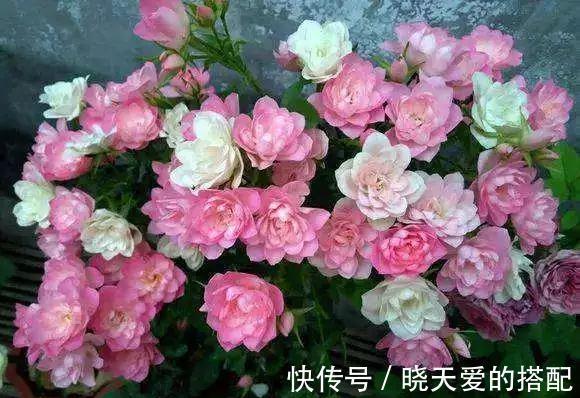 花友|月季品种中的两朵奇葩，一个开花不像月季像荷花，一个妈妈最爱