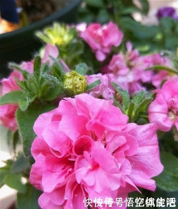 漂亮|一种漂亮又好养的花,不怕热不怕晒,春夏秋3季都开花,很值得养!