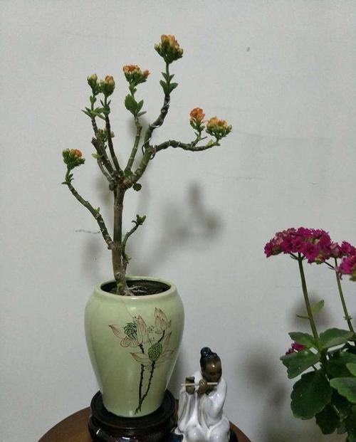  多爱花之|长寿花有4怕，注意避开它，蹭蹭冒花蕾，轻松长成小老桩