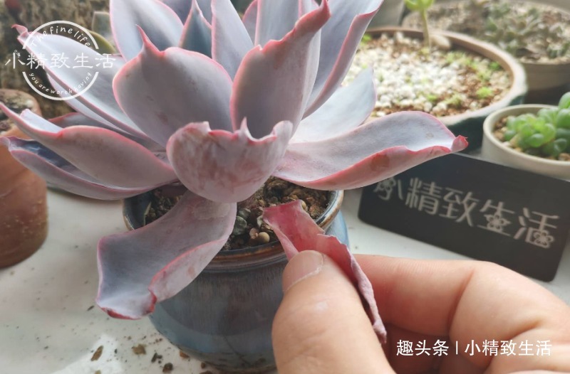 一个小细节,关系多肉安全度夏,这事做得早,肉肉夏天没烦恼