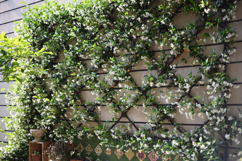 喜欢养花,不如养盆麝香百合,洁白、纯雅,寓意好