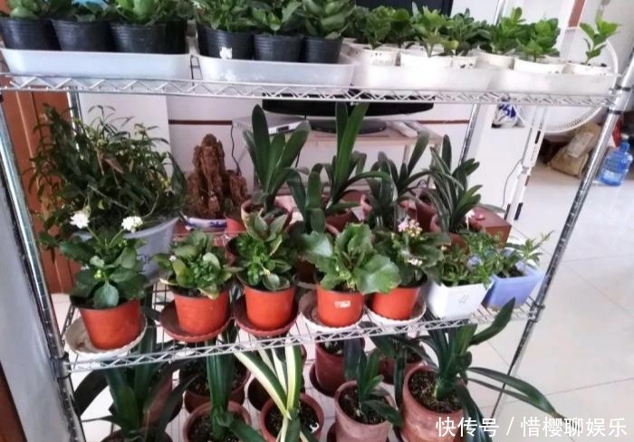 家里有此7种花,少浇水不能晒,天热要休眠早看早知道