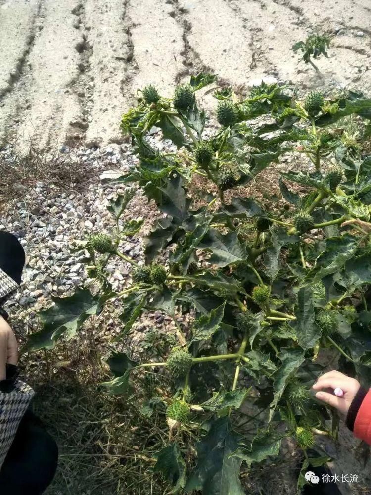 植物种子图片及名称 植物种子图片及名称