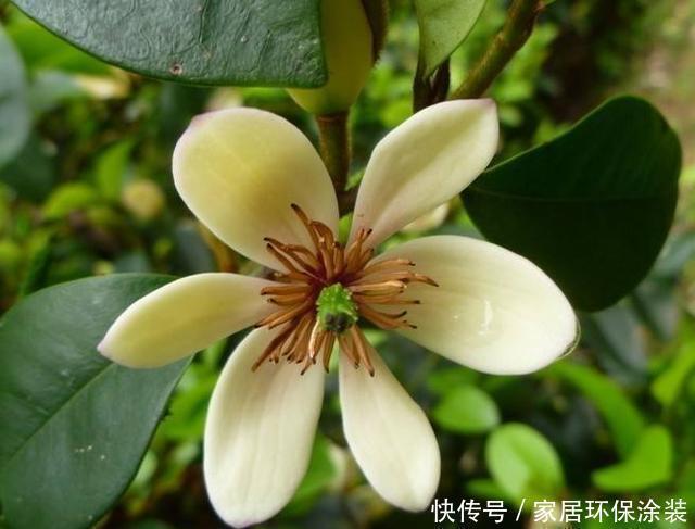 这花只开一半花,香味却能飘老远,养在家里闻花香