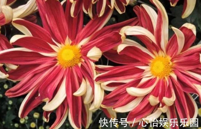 五大名菊|此花，开花似“统帅旗帜”，是我国“五大名菊之首”，比菊花霸气