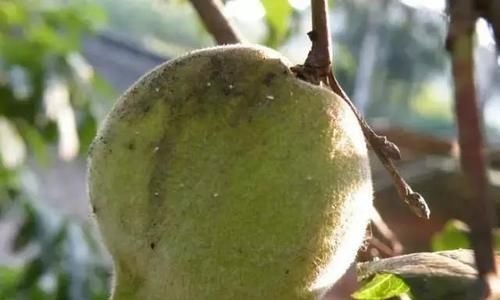 这野果子全身毛茸茸的，必须把毛除掉才能吃，你吃过吗？