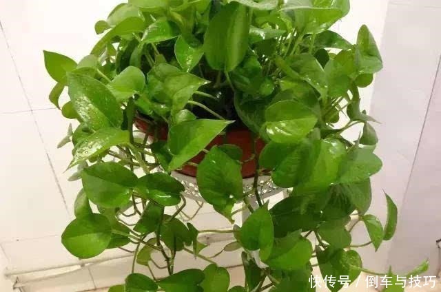 天冷也要换盆,这3种花11月之前换好盆,大冷天也能长得绿!