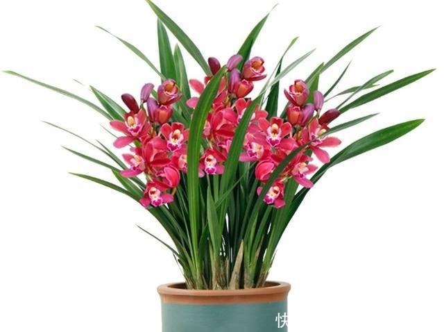 花卉|养兰花、蟹爪兰和君子兰需记住，不能触碰三点，这是自然规律！