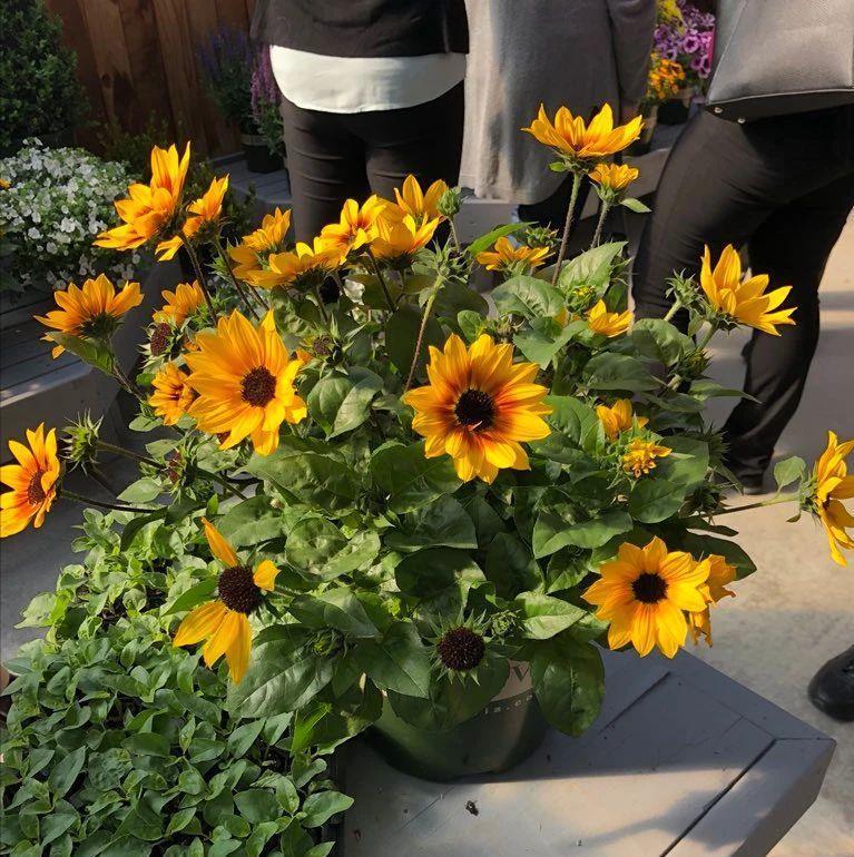 播种|7种“速生花”,现在丢土里,30天就长大,花香扑鼻真泼辣