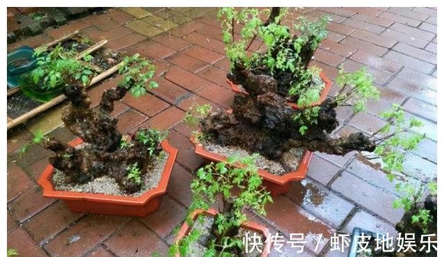 黄荆树|山上2种“树疙瘩”,烧火都嫌弃,园艺大师却高价收,再丑都要