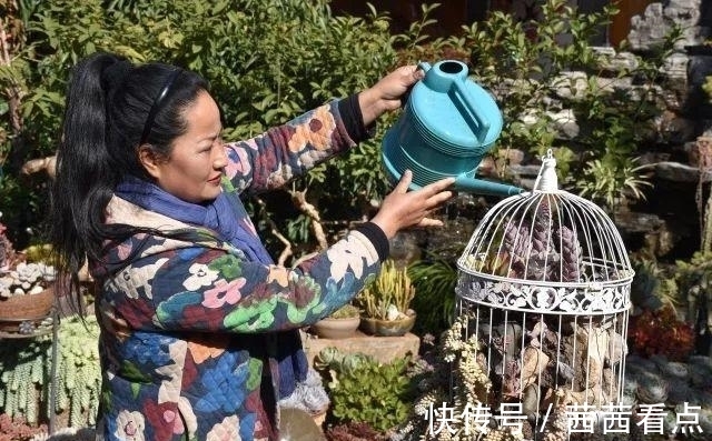 张大姐养多肉, 连屋顶也不放过, 8年种了3万棵!