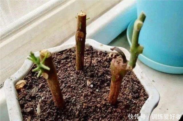 月季|8种花不用花钱买,掐片叶、剪根枝,找个花盆种起来,家里放不下!