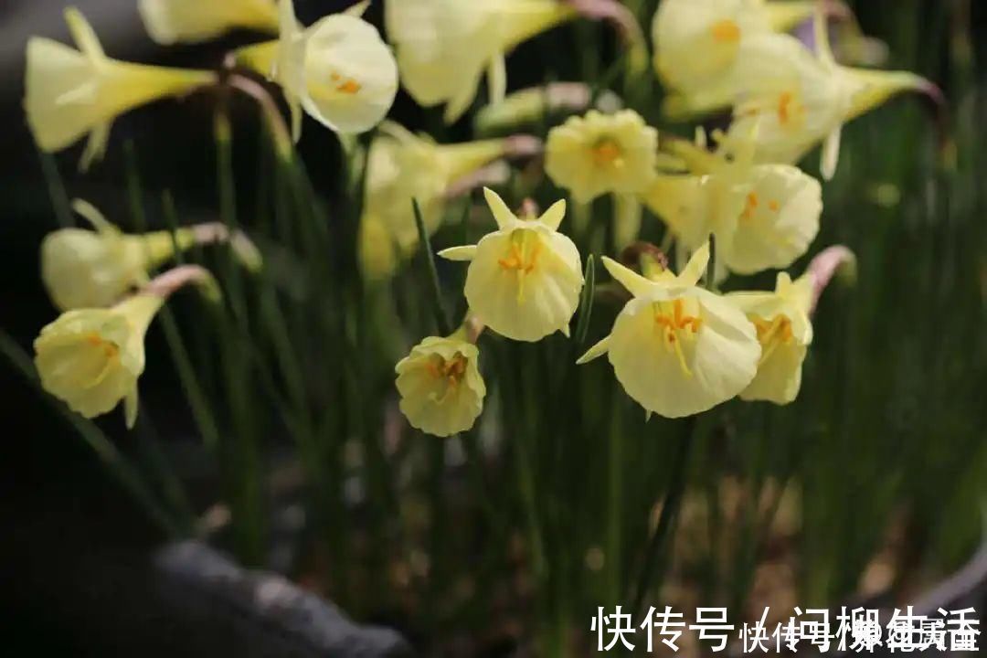 水仙|上万块的蟹爪兰,开花像烟花,养过的人不多