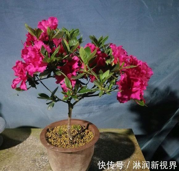 盆景|夏季养杜鹃花盆景,只做一件事,来年开花爆盆造型美,好看要行动