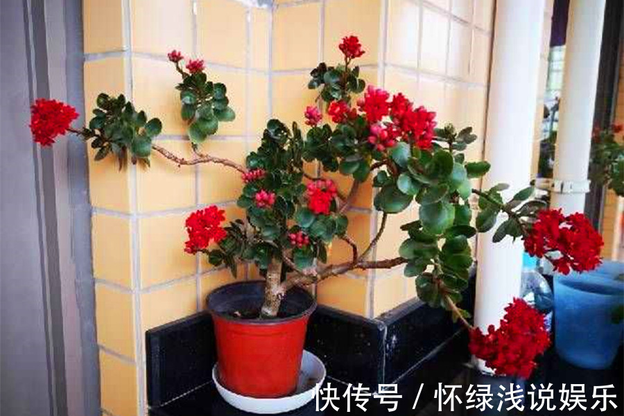 十大旺财花越老越值钱,建议养一盆,越养越富贵