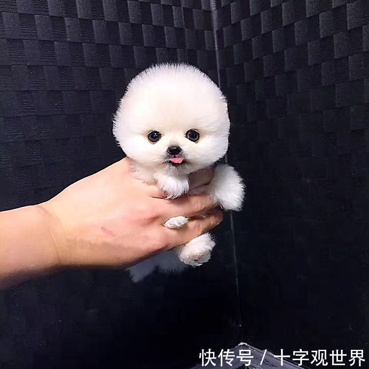 蓝牛|筋肉牛,折耳猫,茶杯犬,这些动物是如何被"人造"出来的?