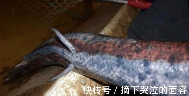 这东西|男子以为自己钓得鳗鱼，抓上岸一看却两眼发直，它竟长了这东西！