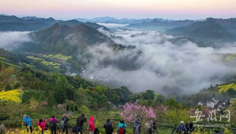 县文旅体局|春花灼灼 ！歙县今年将举办不一样的花海盛宴