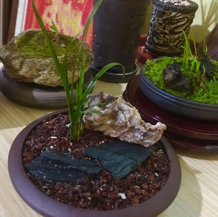 种植兰花用浅盆好还是用深盆好十年兰花老农给出了答案