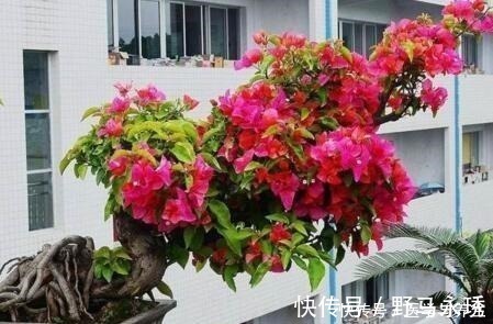 种树|什么长寿花、富贵竹都不如养这“4种树”,寓意吉祥,越养越值钱!