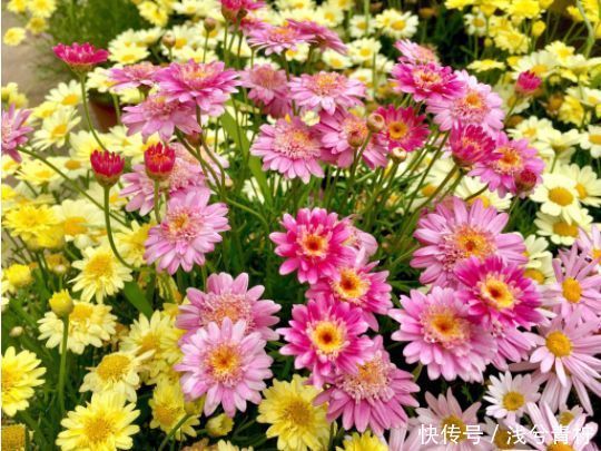 适合养在阳台的花卉,花开不断,沾点水就疯长,开花勤还爱爆盆